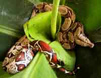 Boa constrictor