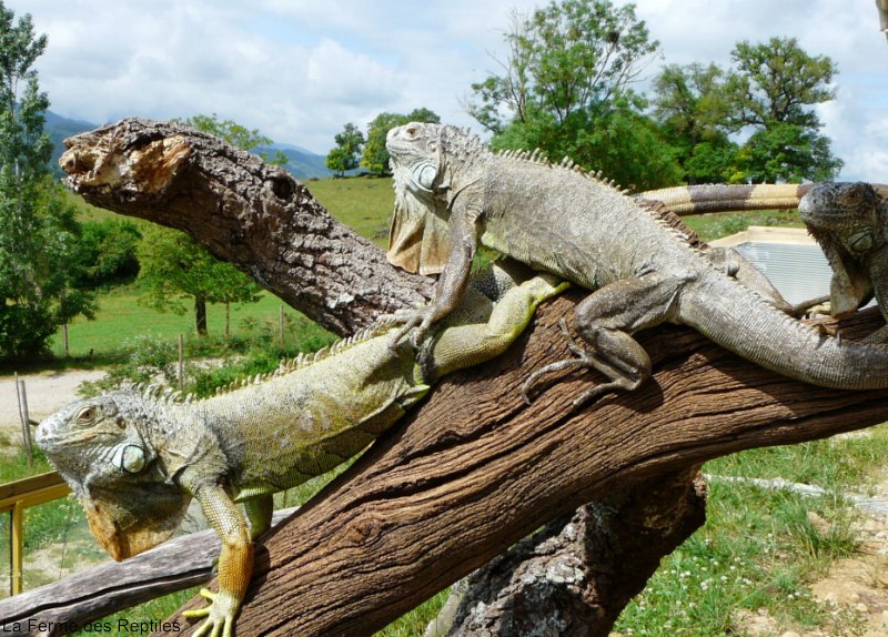 Construction de l'eco-vivarium: Iguane