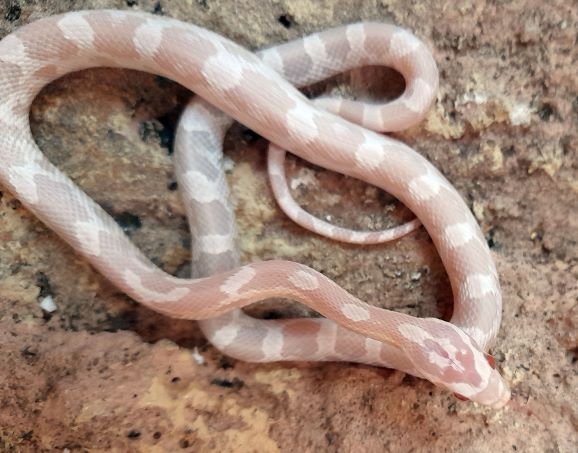 Pantherophis guttatus