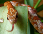 Pantherophis guttatus