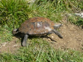 Cuora mouhoti - Tortue boite carnne