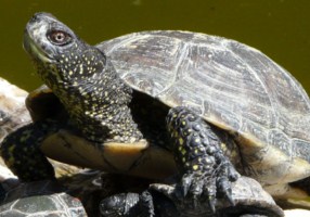 Emys orbicularis - La cistude d'Europe