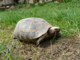 Indotestudo elongata - Tortue  tte jaune