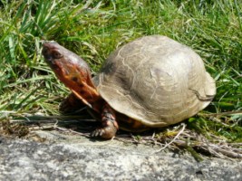 Terrapene carolina - Tortue boite