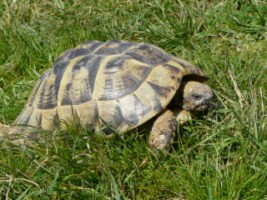 Testudo hermanni boettgeri - Tortue d'Hermann orientale