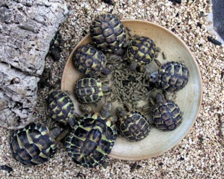 Bbs Tortues de Hermann