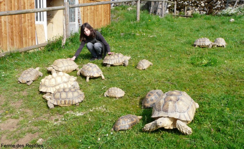 Le Jardin des Tortues