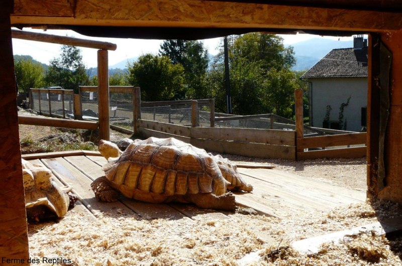 La Maison des Tortues