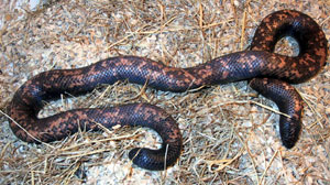 Calabaria reinhardtii Python de Calabar