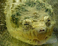 Tortue hargneuse