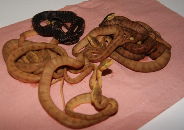 Naissances Corallus hortulanus