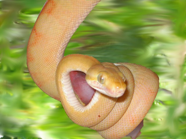 Corallus hortulanus en constriction