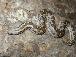Gongylophis conicus