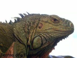 Iguane vert