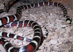 Lampropeltis pyromelana