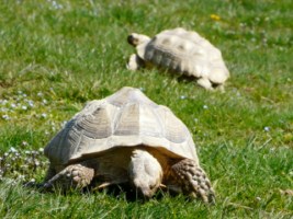 Centrochelis sulcata