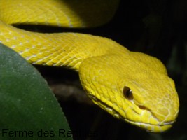 Trimeresurus