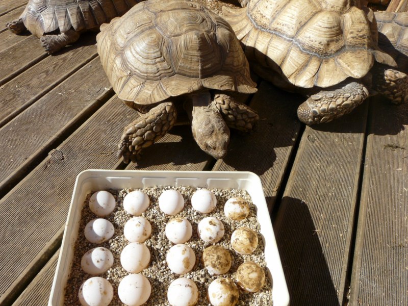 Bienvenu  la Ferme des Reptiles