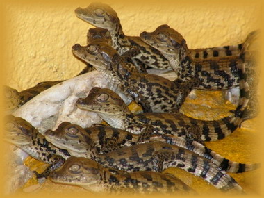 Reptilarium du Larzac