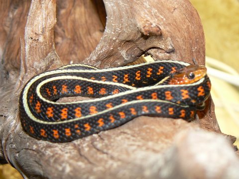 Thamnophis sirtalis