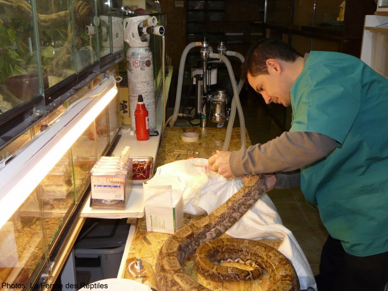 Operation  la Ferme des Reptiles