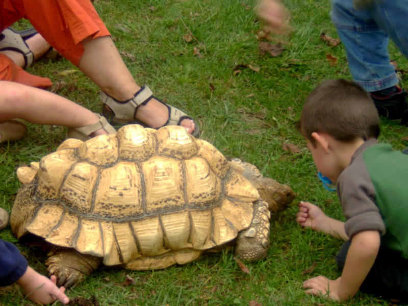 Starky la tortue panthere et les enfants