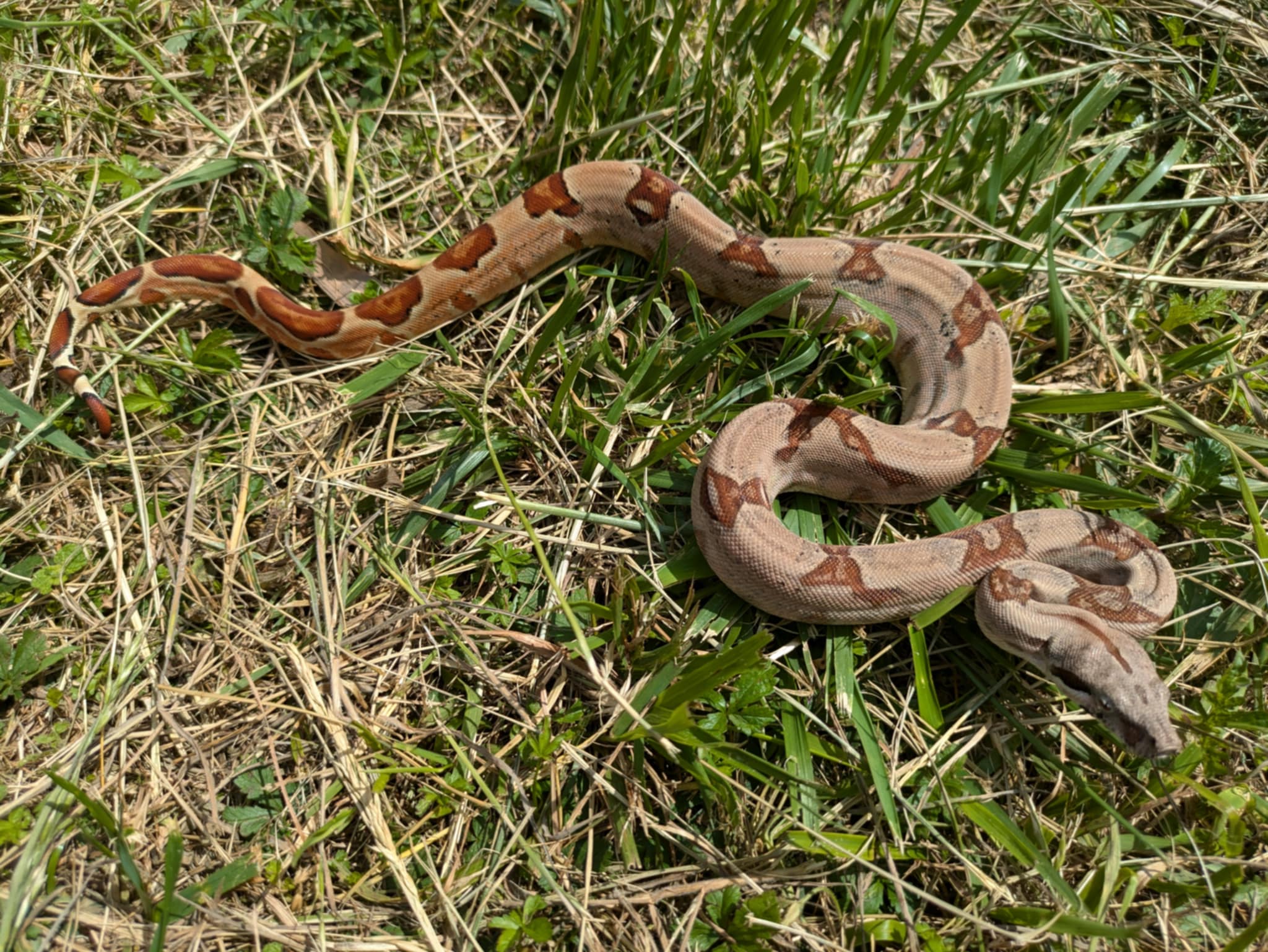 Boa