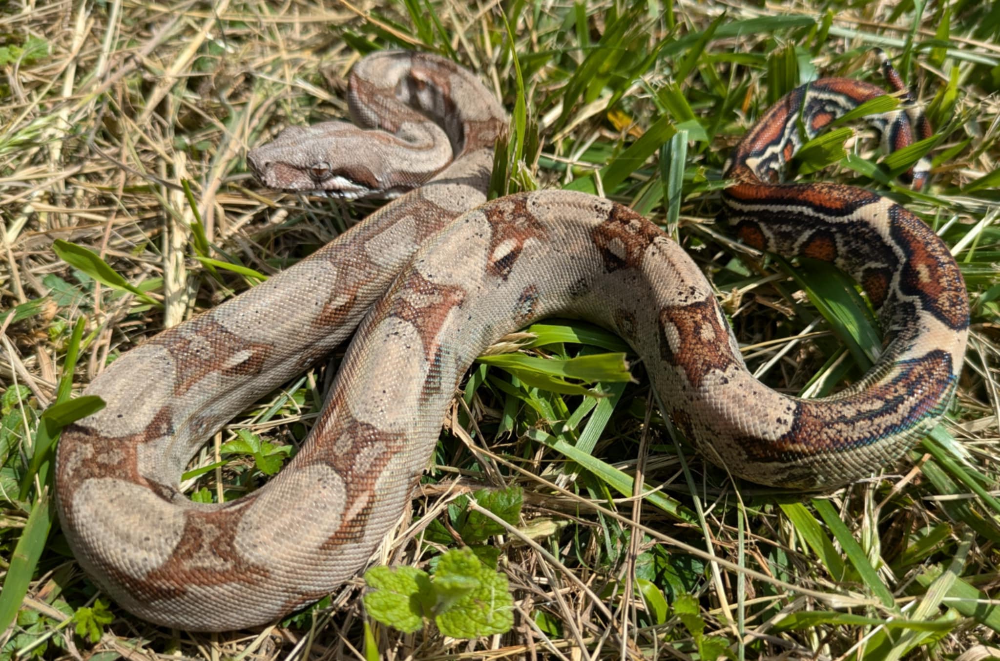 Boa