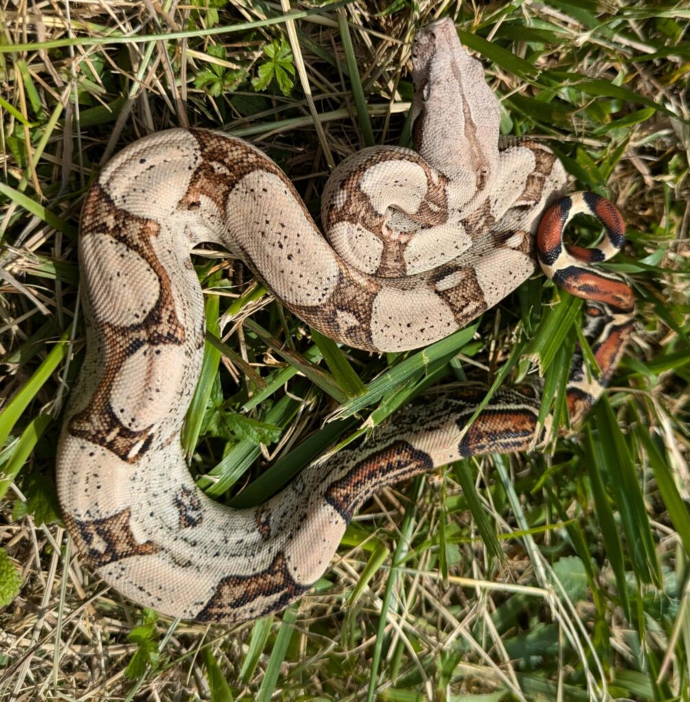 Boa