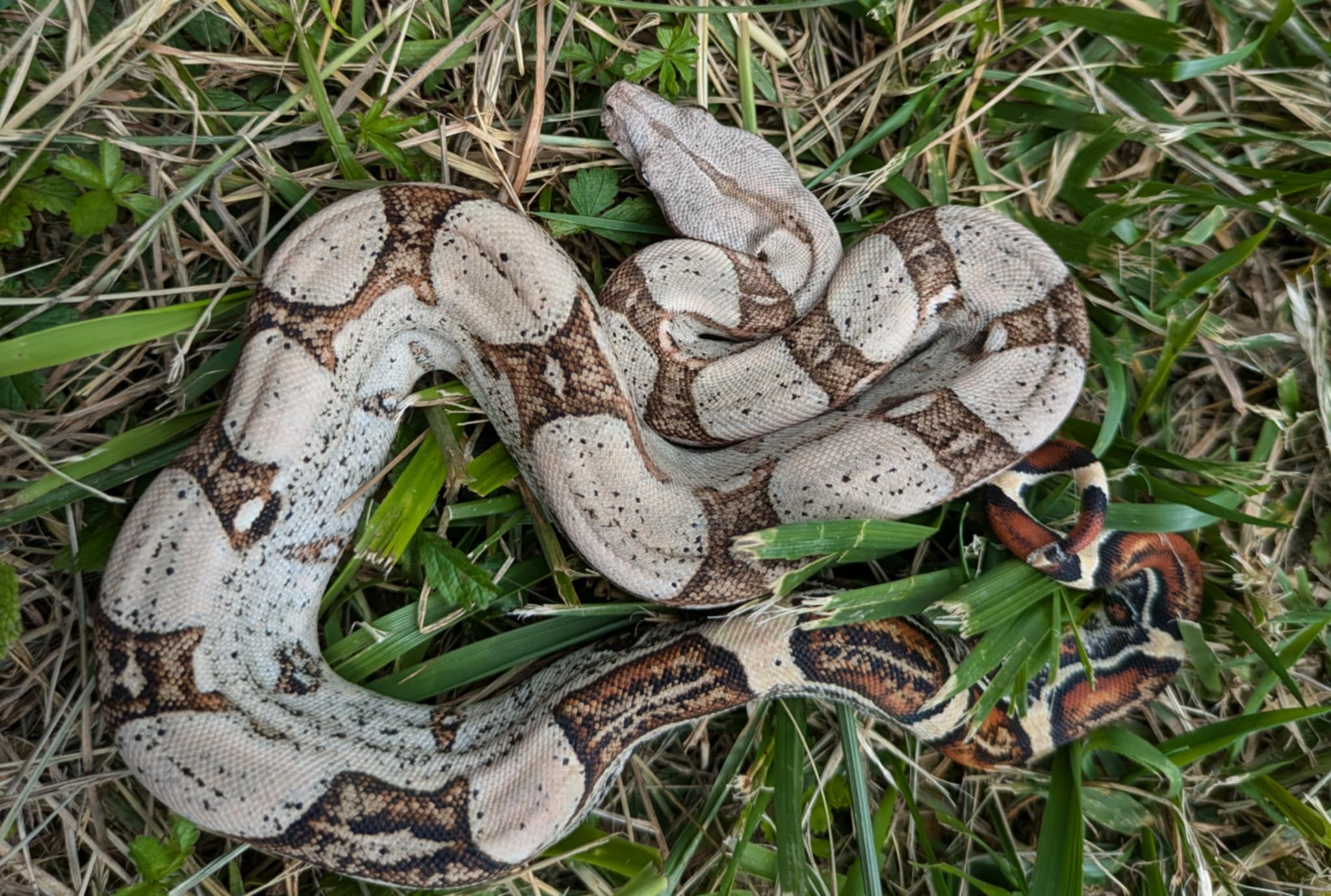 Boa