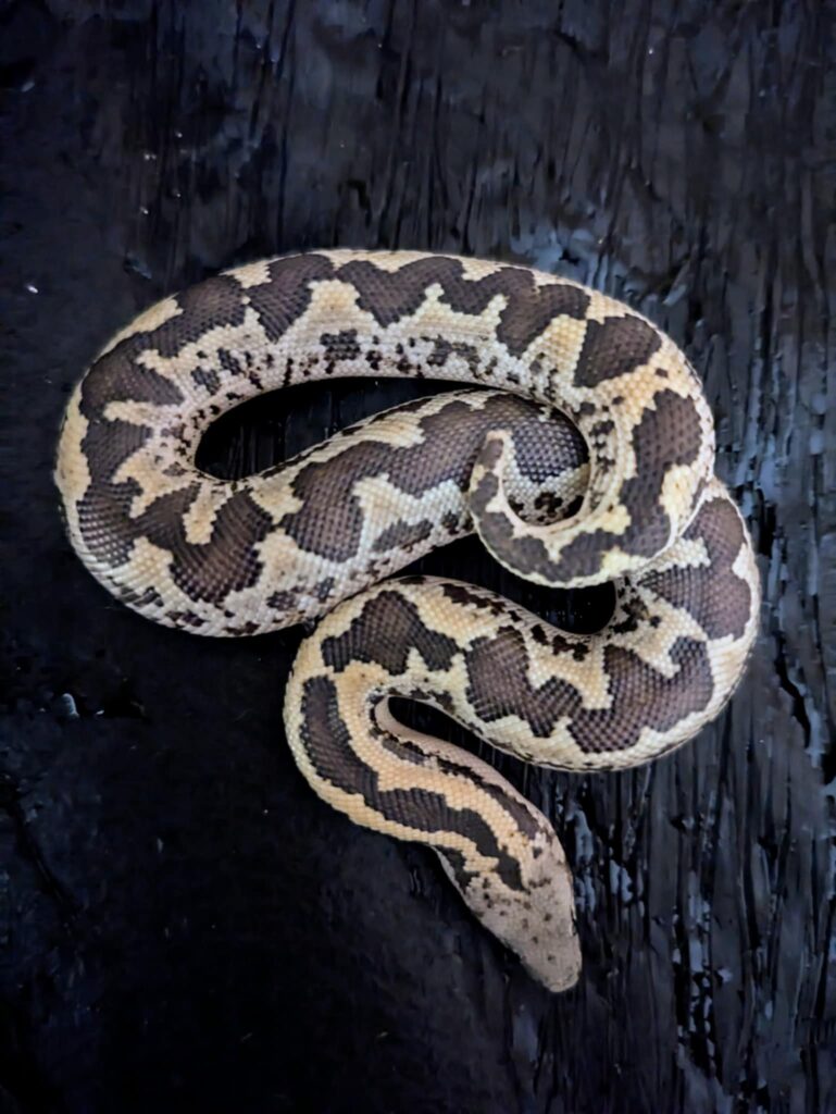 Boa