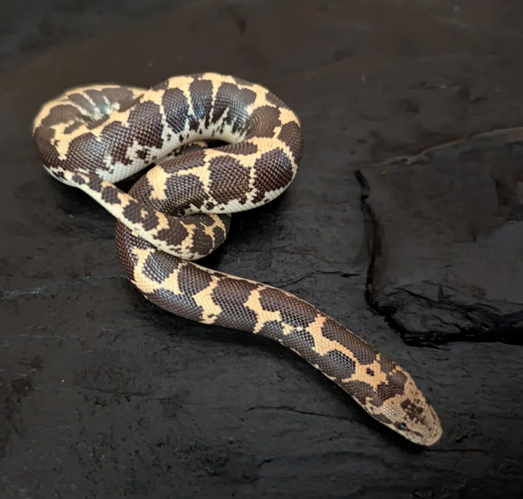 Boa