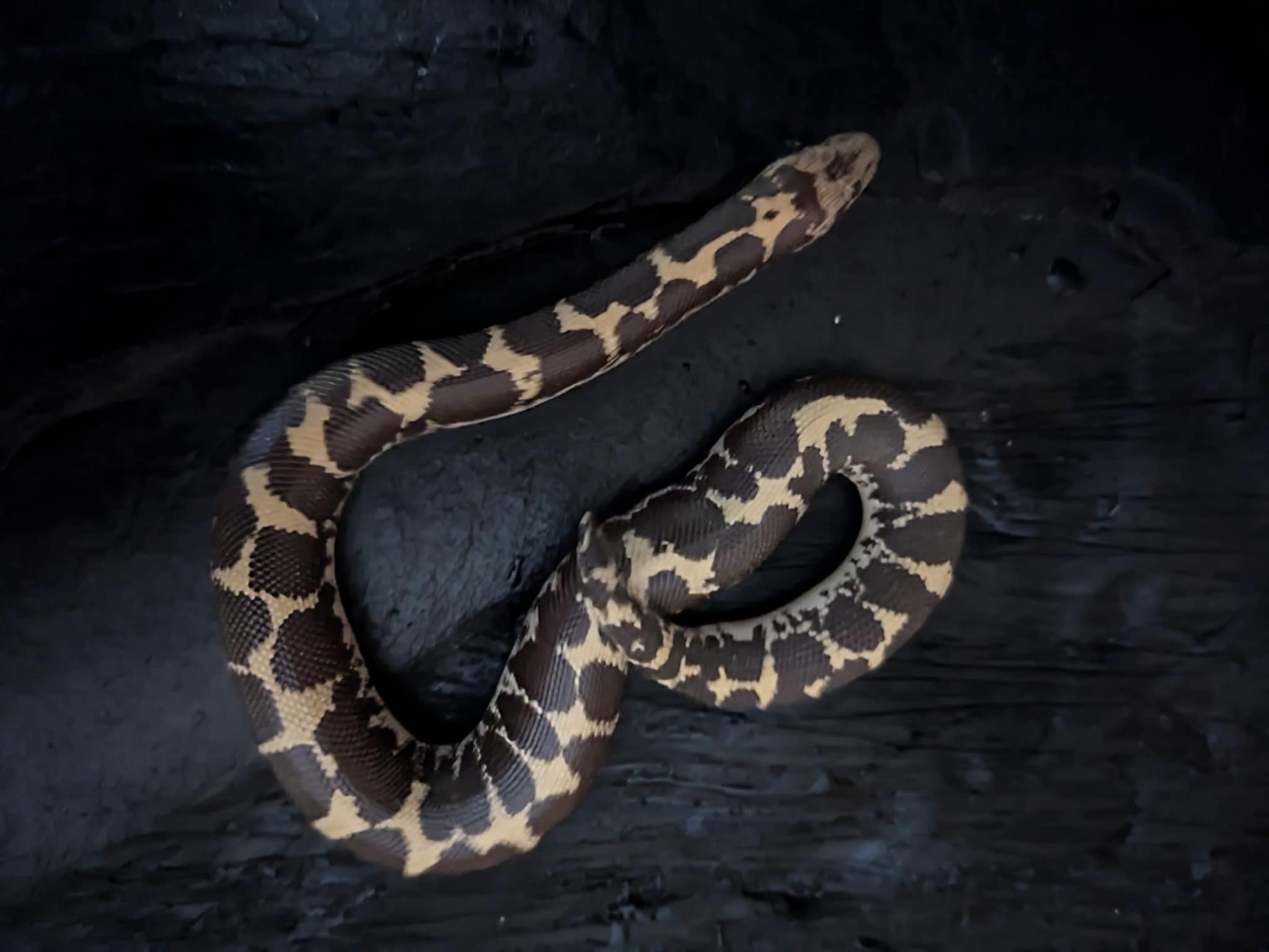Boa