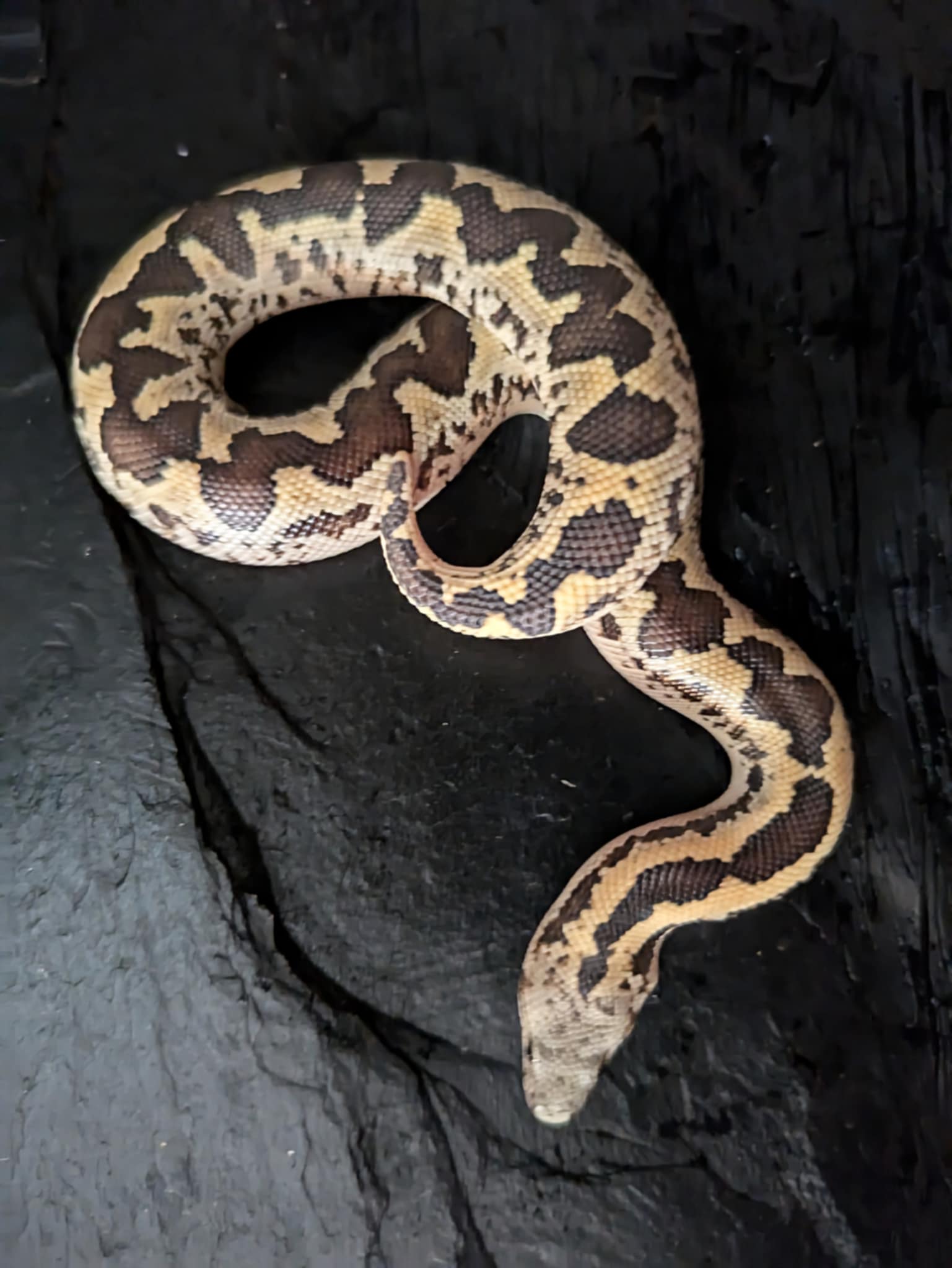 Boa