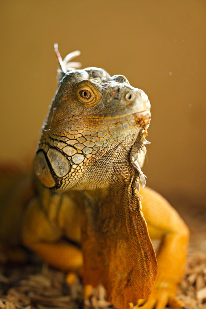 Reptile