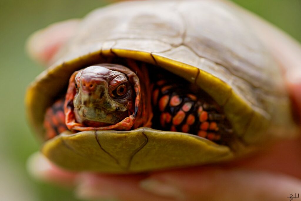 Tortue