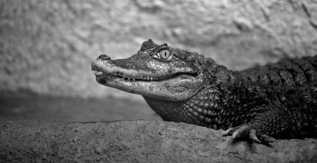 Crocodile