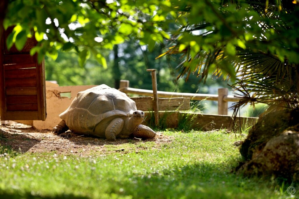 Le jardin des tortues