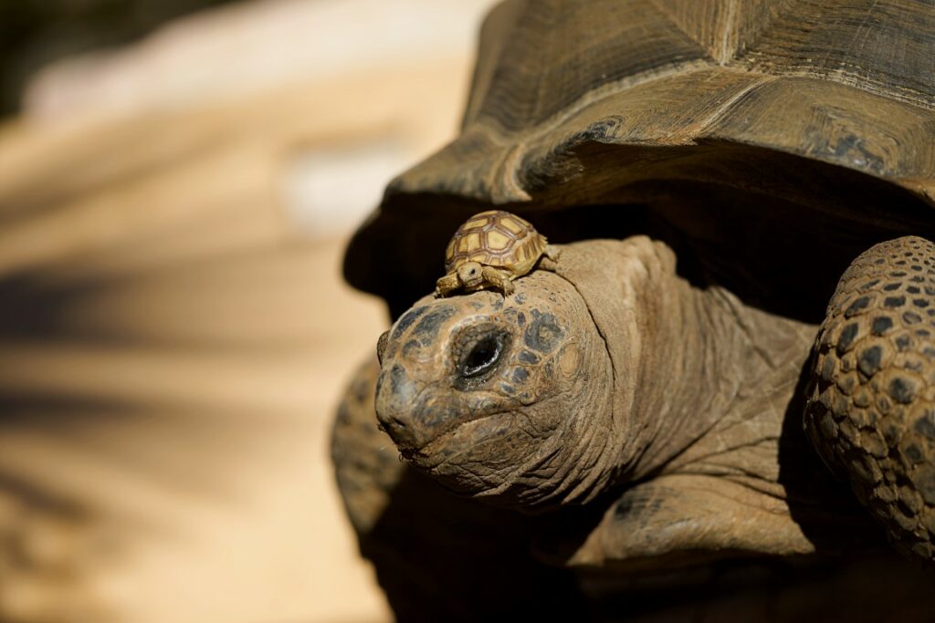 Le jardin des tortues