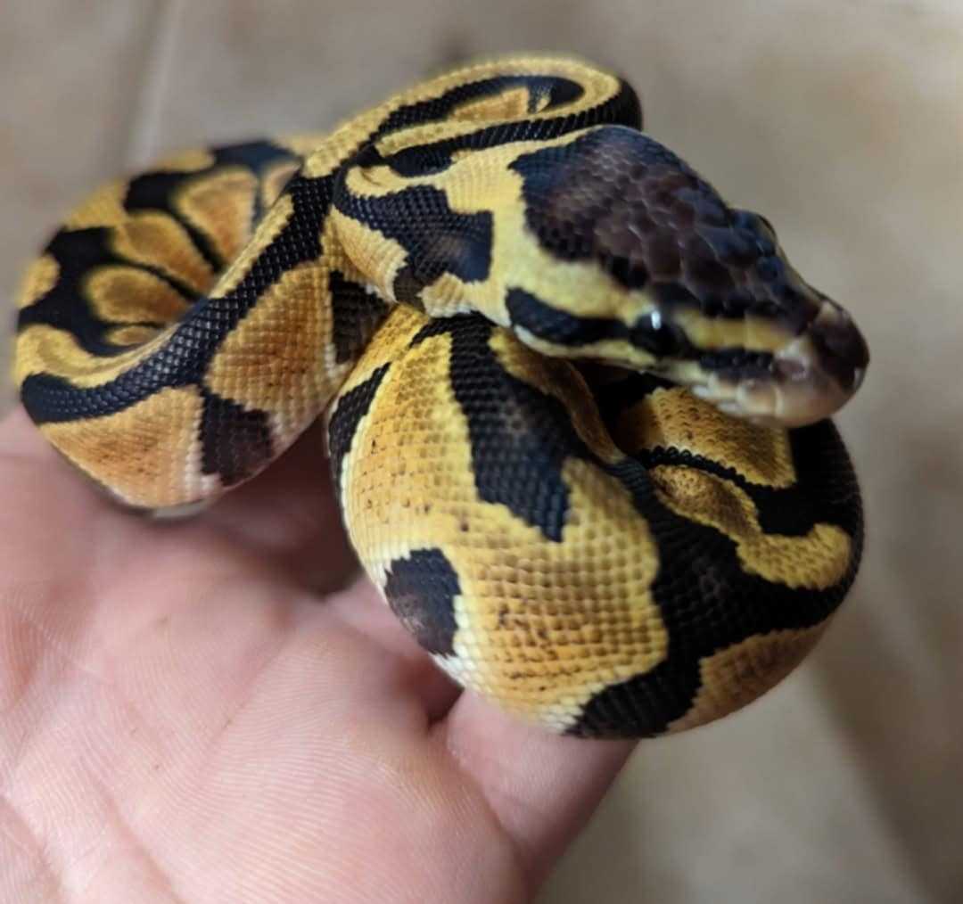 Pyhton