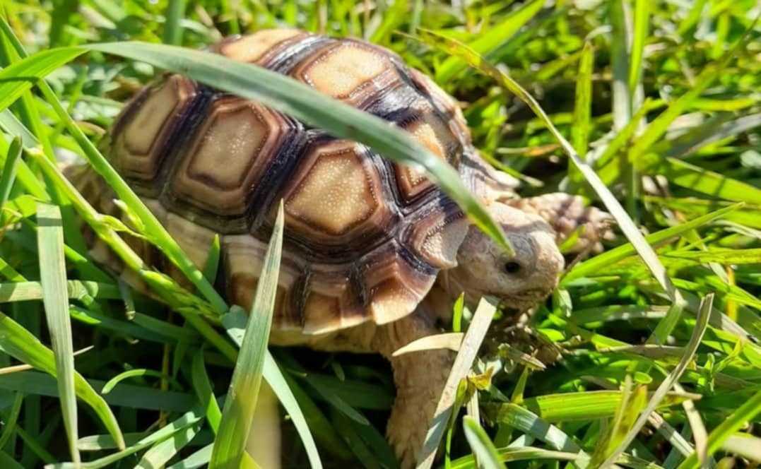 Tortue